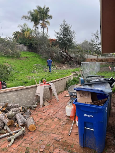 backyard 1